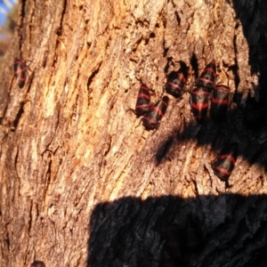 Eurymelops rubrovittata at Gordon, ACT - 27 Aug 2016 04:58 PM