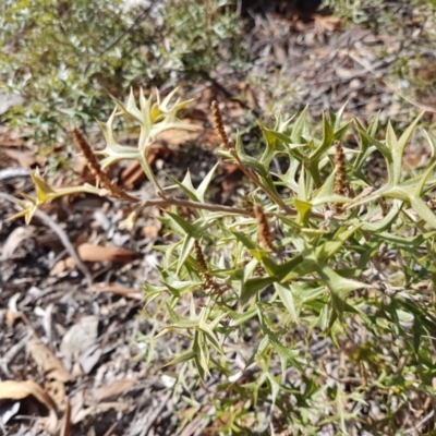 Grevillea ramosissima subsp. ramosissima (Fan Grevillea) at Kambah, ACT - 26 Jul 2018 by LukeMcElhinney