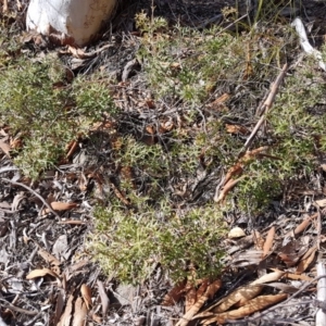Grevillea ramosissima subsp. ramosissima at Kambah, ACT - 26 Jul 2018