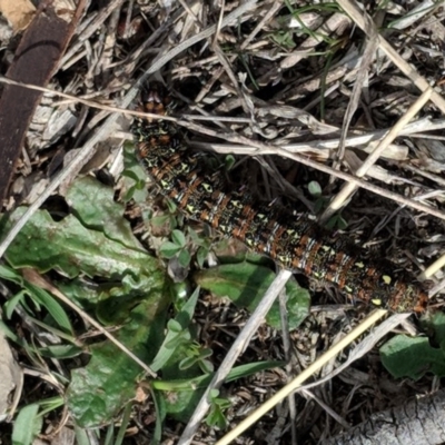 Apina callisto (Pasture Day Moth) at Red Hill to Yarralumla Creek - 5 Sep 2018 by JackyF