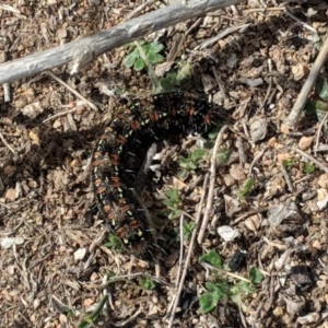 Apina callisto at Hughes, ACT - 5 Sep 2018