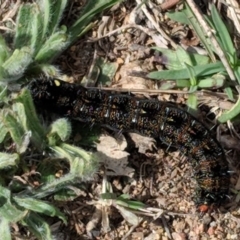 Apina callisto at Hughes, ACT - 5 Sep 2018 11:01 AM