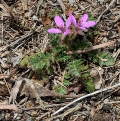 Erodium cicutarium (Common Storksbill, Common Crowfoot) at Hughes Grassy Woodland - 5 Sep 2018 by JackyF