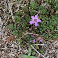 Erodium cicutarium at Hughes, ACT - 5 Sep 2018