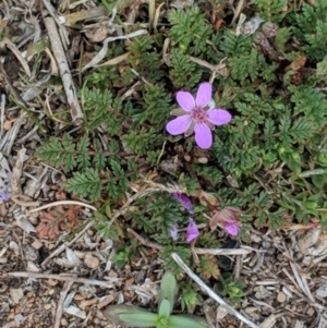 Erodium cicutarium at Hughes, ACT - 5 Sep 2018