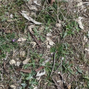 Erodium cicutarium at Hughes, ACT - 5 Sep 2018