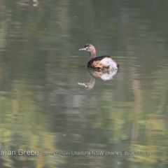 Tachybaptus novaehollandiae (Australasian Grebe) at Undefined - 1 Sep 2018 by CharlesDove