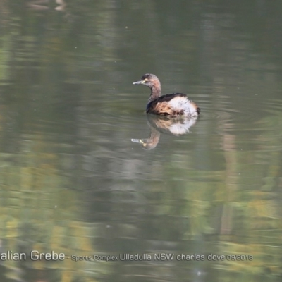 Tachybaptus novaehollandiae (Australasian Grebe) at Undefined - 31 Aug 2018 by Charles Dove