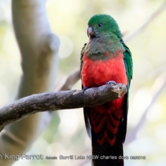 Alisterus scapularis (Australian King-Parrot) at Burrill Lake, NSW - 2 Sep 2018 by CharlesDove