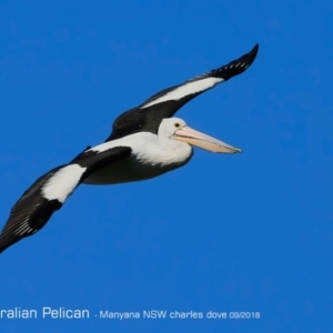 Pelecanus conspicillatus at undefined - 1 Sep 2018 12:00 AM