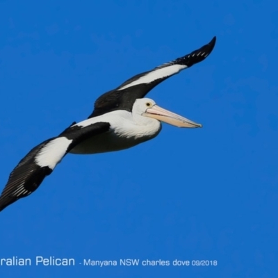 Pelecanus conspicillatus (Australian Pelican) at Undefined - 1 Sep 2018 by CharlesDove