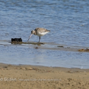 Limosa lapponica at undefined - 1 Sep 2018 12:00 AM