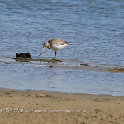Limosa lapponica (Bar-tailed Godwit) at Undefined - 31 Aug 2018 by Charles Dove