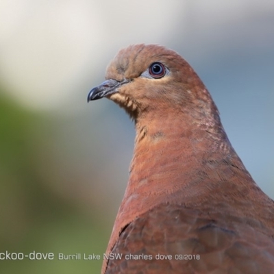 Macropygia phasianella (Brown Cuckoo-dove) at Burrill Lake Aboriginal Cave Walking Track - 1 Sep 2018 by CharlesDove
