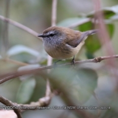 Gerygone mouki (Brown Gerygone) at Ulladulla Wildflower Reserve - 2 Sep 2018 by CharlesDove