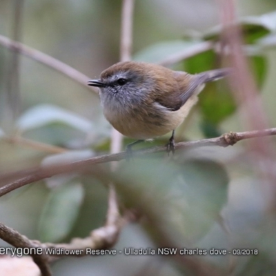 Gerygone mouki (Brown Gerygone) at Ulladulla Wildflower Reserve - 3 Sep 2018 by CharlesDove