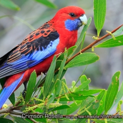 Platycercus elegans (Crimson Rosella) at Undefined - 31 Aug 2018 by Charles Dove