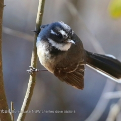 Rhipidura albiscapa (Grey Fantail) at Burrill Lake, NSW - 2 Sep 2018 by CharlesDove