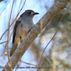 Colluricincla harmonica (Grey Shrikethrush) at Manyana Inyadda Drive development area - 31 Aug 2018 by CharlesDove