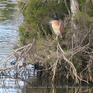 Nycticorax caledonicus at Burrill Lake, NSW - 1 Sep 2018