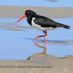 Haematopus longirostris (Australian Pied Oystercatcher) at Lake Conjola, NSW - 1 Sep 2018 by CharlesDove