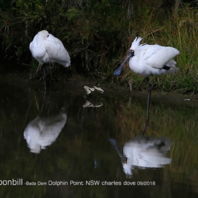 Platalea regia (Royal Spoonbill) at Burrill Lake, NSW - 1 Sep 2018 by Charles Dove