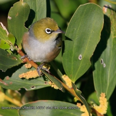 Zosterops lateralis (Silvereye) at Undefined - 31 Aug 2018 by Charles Dove
