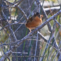 Stipiturus malachurus (Southern Emuwren) at Undefined - 31 Aug 2018 by CharlesDove