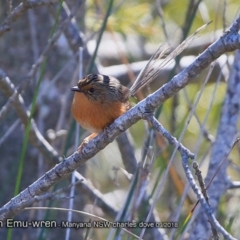 Stipiturus malachurus at undefined - suppressed