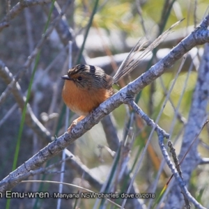 Stipiturus malachurus at undefined - suppressed