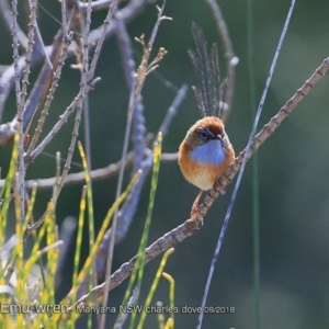 Stipiturus malachurus at undefined - suppressed