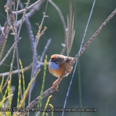 Stipiturus malachurus at undefined - suppressed