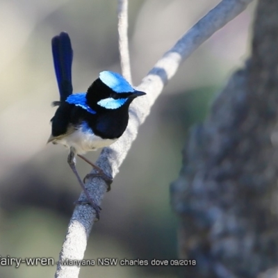 Malurus cyaneus (Superb Fairywren) at Undefined - 31 Aug 2018 by CharlesDove