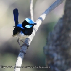 Malurus cyaneus (Superb Fairywren) at Undefined - 31 Aug 2018 by CharlesDove