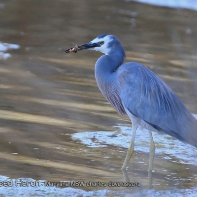 Egretta novaehollandiae (White-faced Heron) at Undefined - 31 Aug 2018 by Charles Dove