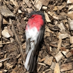 Petroica rosea (Rose Robin) at Canberra, ACT - 5 Sep 2018 by TimYiu