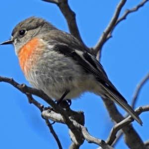 Petroica boodang at Fyshwick, ACT - 5 Sep 2018