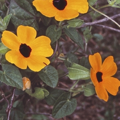 Thunbergia alata (Black-eyed Susan) at Undefined - 20 Jan 1998 by BettyDonWood