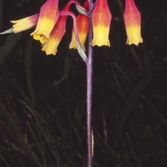 Blandfordia nobilis (Christmas Bells) at Undefined - 20 Jan 1998 by BettyDonWood