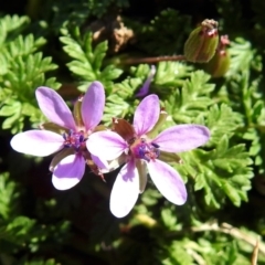 Erodium cicutarium (Common Storksbill, Common Crowfoot) at Jerrabomberra Wetlands - 5 Sep 2018 by RodDeb