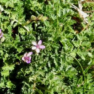 Erodium cicutarium at Fyshwick, ACT - 5 Sep 2018