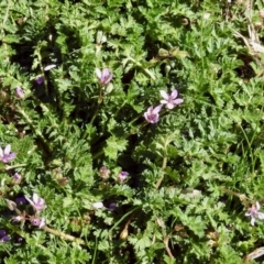 Erodium cicutarium at Fyshwick, ACT - 5 Sep 2018 11:24 AM