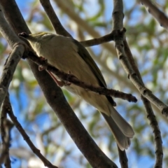 Ptilotula penicillata (White-plumed Honeyeater) at Fyshwick, ACT - 5 Sep 2018 by RodDeb