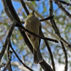 Ptilotula penicillata at Fyshwick, ACT - 5 Sep 2018