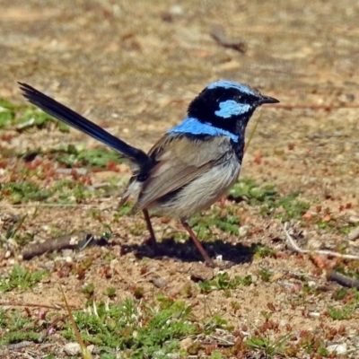 Malurus cyaneus (Superb Fairywren) at Fyshwick, ACT - 5 Sep 2018 by RodDeb