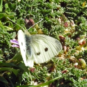 Pieris rapae at Fyshwick, ACT - 5 Sep 2018