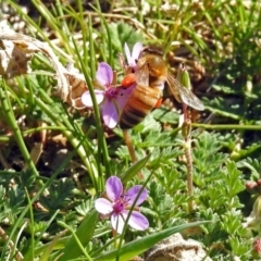 Apis mellifera (European honey bee) at Jerrabomberra Wetlands - 5 Sep 2018 by RodDeb