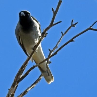 Coracina novaehollandiae (Black-faced Cuckooshrike) at Fyshwick, ACT - 5 Sep 2018 by RodDeb