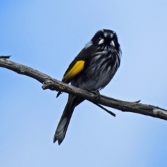 Phylidonyris novaehollandiae at Fyshwick, ACT - 5 Sep 2018