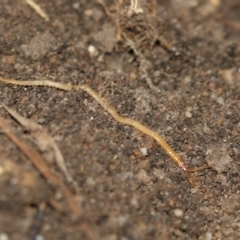 Chilenophilidae (family) (A soil centipede) at Higgins, ACT - 1 Sep 2018 by AlisonMilton